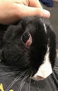 Image result for Wild Rabbit Eyes