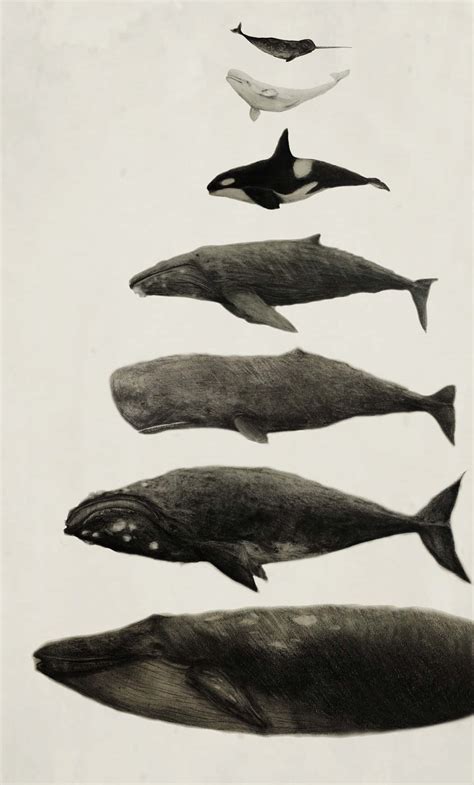 Download A Group Of Whales In A Pyramid | Wallpapers.com