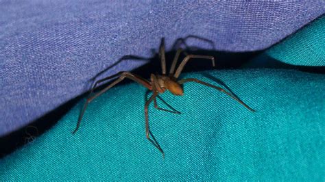 Download Up-close image of a Brown Recluse Spider on a web. Wallpaper ...