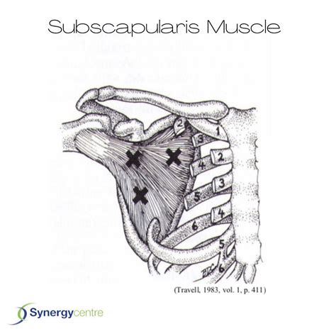 Image result for Subscapularis Muscle Function