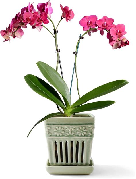 Amazon.com: SUADEN Orchid Pots with Holes | 5" Ceramic Orchid Planter ...