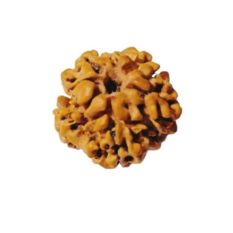 Buy AstroCart Natural Brown Bead 1 Mukhi Nepali Rudraksha with ...