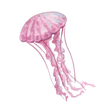 Light pink jellyfish with long tentacles, watercolor painting, hand-painted | Premium Vector