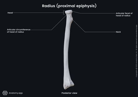 Ulnar Notch Of Radius Labeled