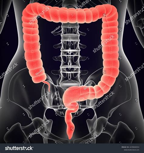 Intestine Anatomy Female