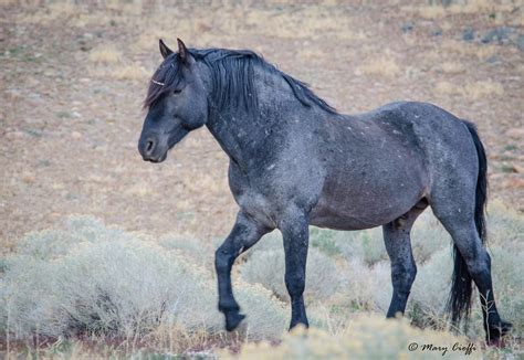 What Color Is A Mustang Horse at Brenda Norris blog