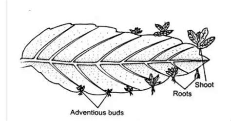 Show the picture how to draw the vegetative reproduction by leaf ...