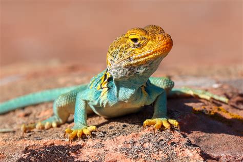Rezultat imagine pentru Collared Lizard