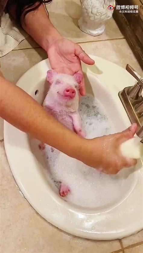 母猪洗澡的表情包-千图网
