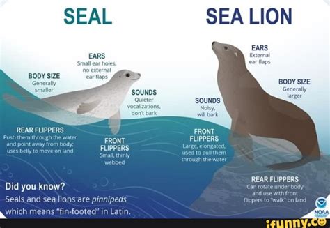 Sea Lion 的图像结果