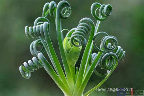 自然界神奇的植物几何图 - 千奇百怪 - 华声论坛