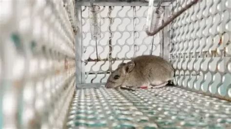 Image result for Farming and Friends Script Pastebin