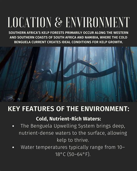 South African Shark Conservancy | Hermanus