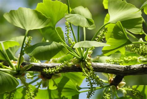 Boost Your Liver Health Naturally: 18 Powerful Herbs