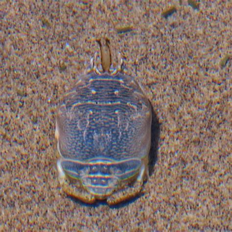 Emerita analoga (Pacific Sand Crab or Pacific Mole Crab – 10,000 Things ...