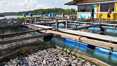 Fish Farming Methods 的图像结果