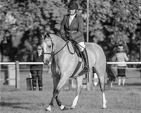 VNE Working Equitation ~ Christmas Cracker! , Winchester-Geraldine Rd ...