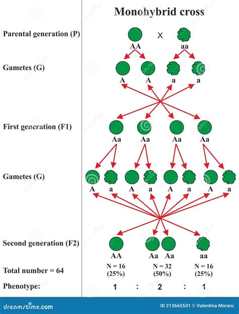 Flowers Monohybrid Cross at Gabrielle Sutherland blog