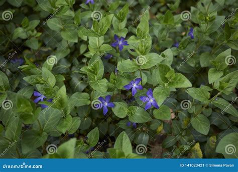 Vinca major in bloom stock image. Image of ground, lavender - 141023421