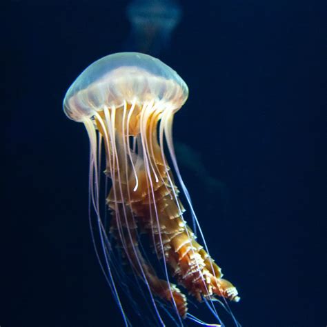 Black Sea Nettle Jellyfish