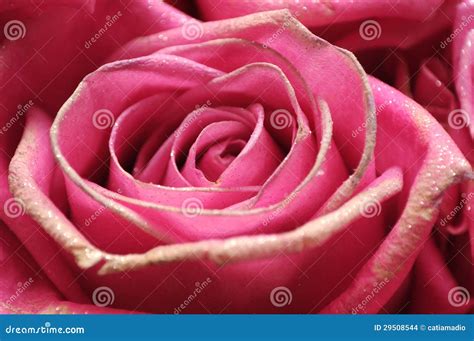 Pink glitter rose stock photo. Image of twinkling, wedding - 29508544