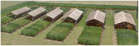 Effect of Water Deficit-Induced at Vegetative and Reproductive Stages ...