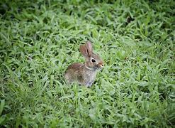 Image result for Sure of a Baby Bunny