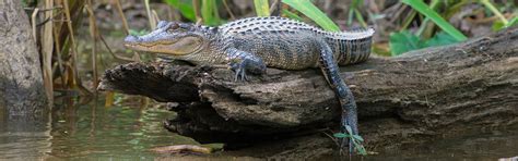 Ultimate Swamp Adventures | Save with a Go New Orleans pass | Admission ...