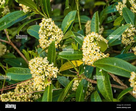 Fragrant male spring flowers of the hardy evergreen shrub, Skimmia x ...