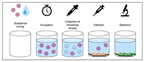 Inactivation of Polyomavirus SV40 as Surrogate for Human ...