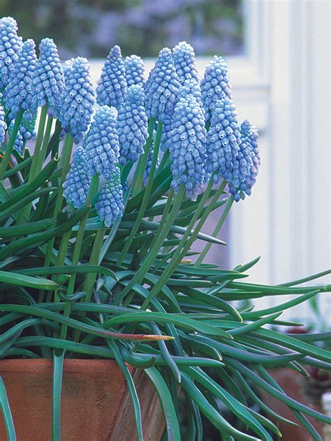 Image result for Spring Bulbs in Containers