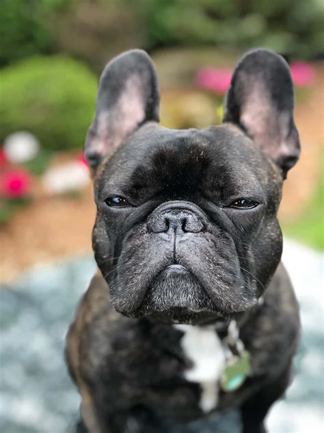 Download Brindle French Bulldog Suspicious Look Wallpaper | Wallpapers.com
