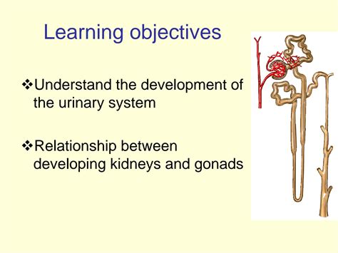 SOLUTION: Development of urinary system - Studypool