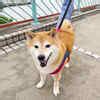 25 adorable pictures of Cheems, the Shiba Inu dog who inspired viral ...
