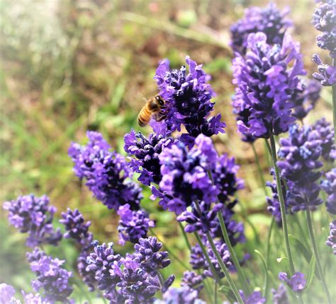 Cool Facts About Lavender and Its History - Lavender House Tasmania