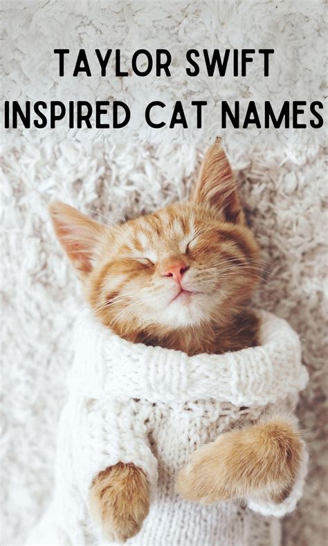 Taylor swift inspired cat names – Artofit