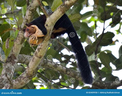 Malabar giant squirrel stock photo. Image of malabar - 83409958