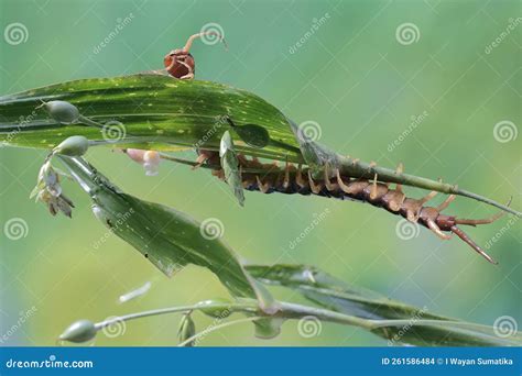 A Centipede is Looking for Prey in the Bushes. Stock Photo - Image of damselfly, conservation ...