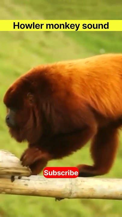 Howler monkey sound part 2 - YouTube