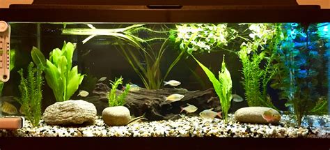 20 Gallon Long Aquarium Tank with Rocks and Plants