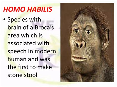 Human Origins Explained 的图像结果