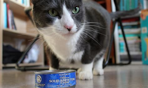 Can Cats Eat Human Canned Tuna