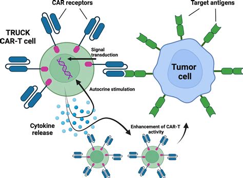 Frontiers | Next generations of CAR-T cells - new therapeutic ...