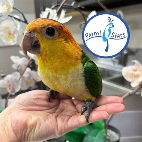 Baby White Bellied Caique Available at Parrot Stars!