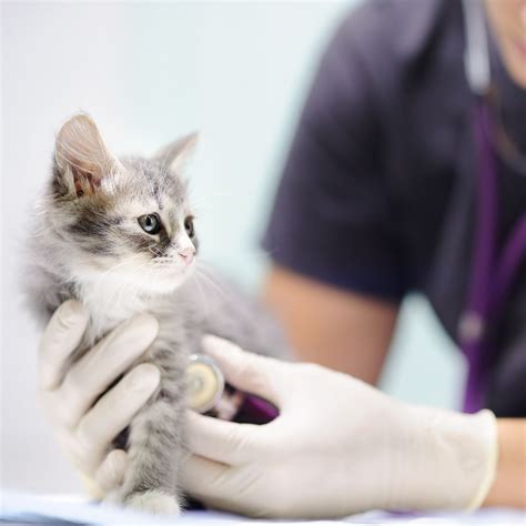Tender Care Veterinary Center: Top Rated Fishersville Veterinarians