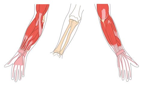 Crash Course Muscles 的图像结果