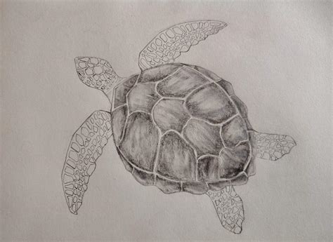 Image result for Real Turtle Shells Drawing