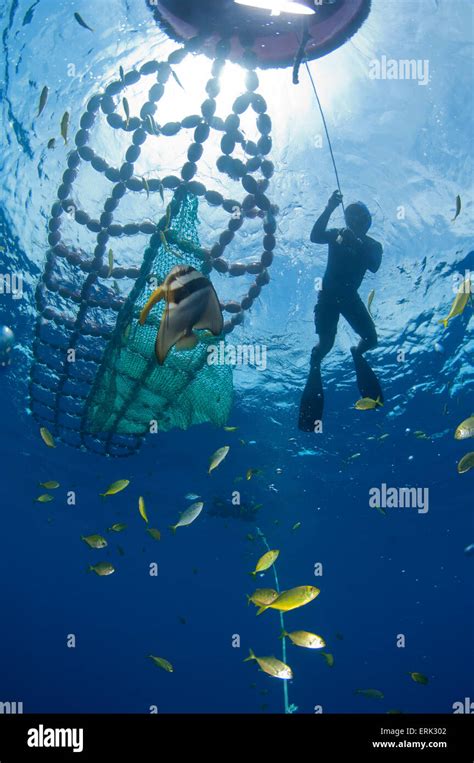 Fisheries 的图像结果