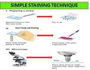 Image result for Acid-Fast Staining Method
