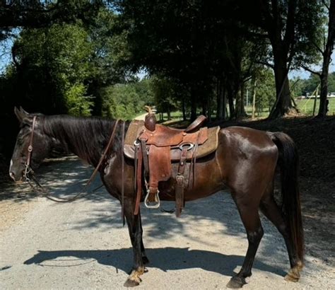 Kentucky Mountain Saddle Horse Gelding 16 years 14 hh Black in ...